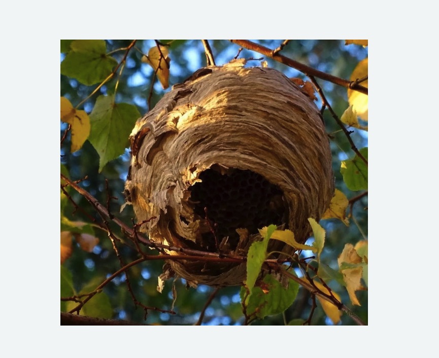 Обработка от шершней Баррикадная метро Москвы