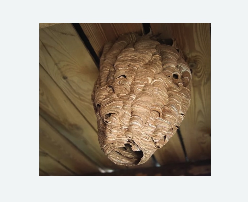 обработка от шершней Баррикадная метро Москвы