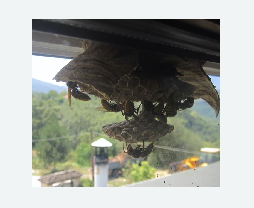 Уничтожение гнёзд шершней Баррикадная метро Москвы