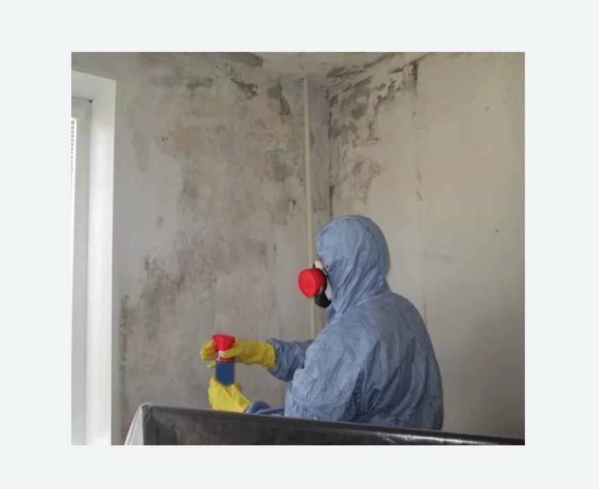 Удаление плесени в квартире Удаление плесени в квартире Баррикадная метро Москвы