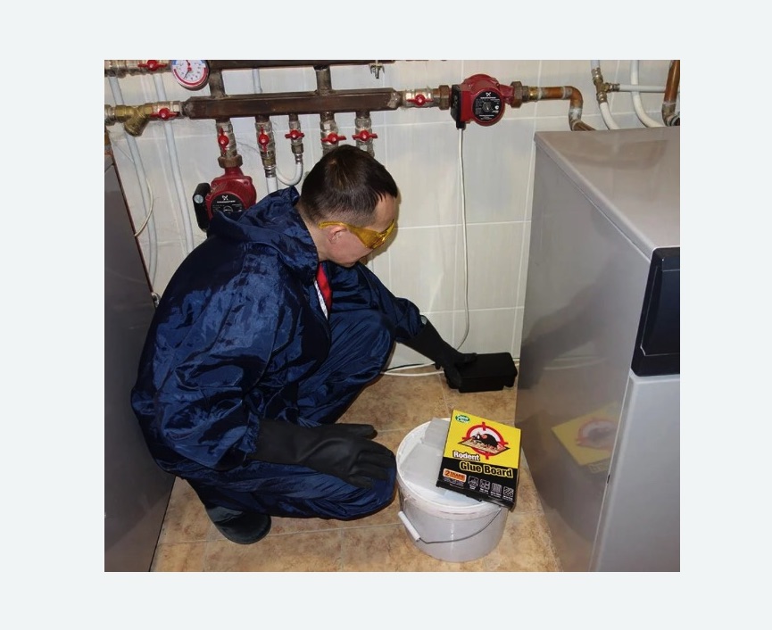 Уничтожение крыс Баррикадная метро Москвы