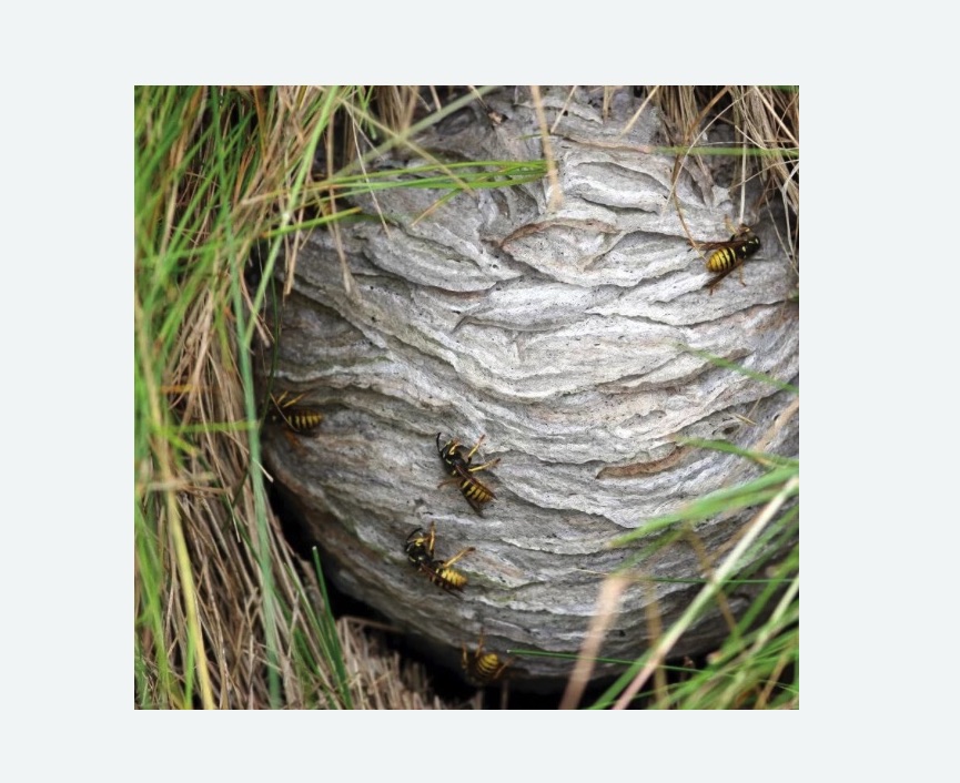 Уничтожение ос и ульев Баррикадная метро Москвы